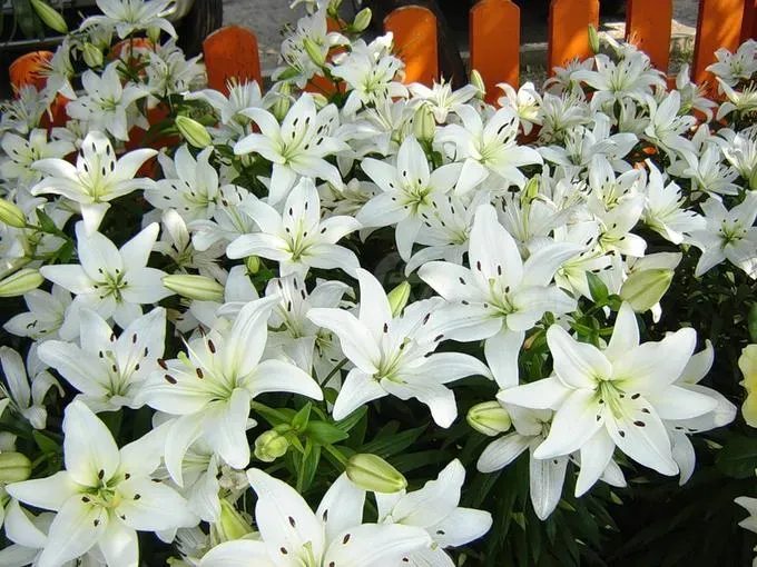 BES HBM Лилия Навона 10/12 2 шт. Тбилиси - изображение 1