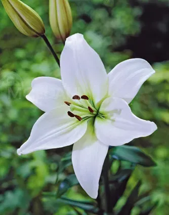 BES HBM Лилия Навона 10/12 2 шт. Тбилиси - изображение 2