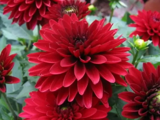 STA HBM Georgina Dahlia Frivolous glow I 1 шт. Тбилиси