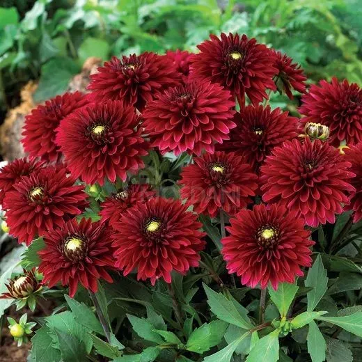 STA HBM Georgina Dahlia Frivolous glow I 1 шт. Тбилиси - изображение 2