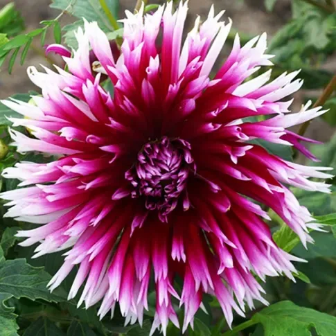 HBM Джорджина Алауна Клер Обскур II 1 шт. Тбилиси