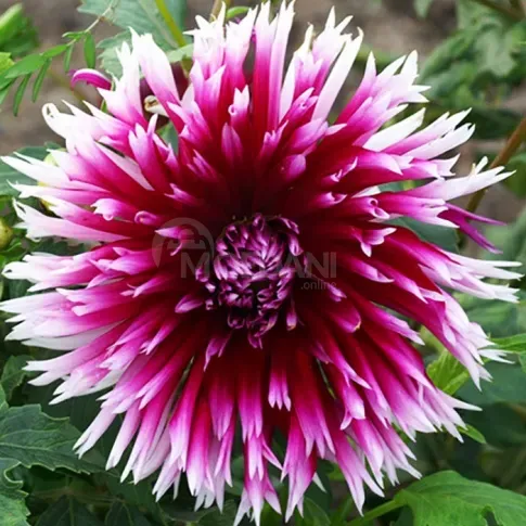 HBM Джорджина Алауна Клер Обскур II 1 шт. Тбилиси - изображение 1