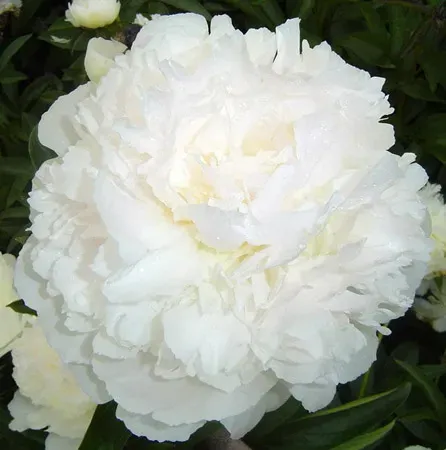 HBM Jordan Salami White 1 шт. Тбилиси - изображение 1