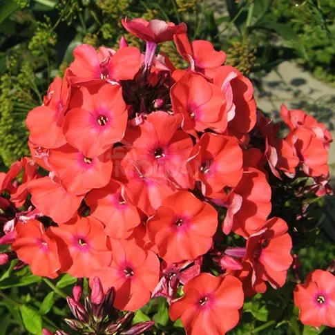 HBM Flox Orange I 1 шт. Тбилиси - изображение 1