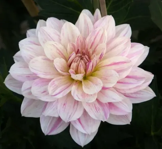 HBM Georgina Bonesta II 1 шт. Тбилиси