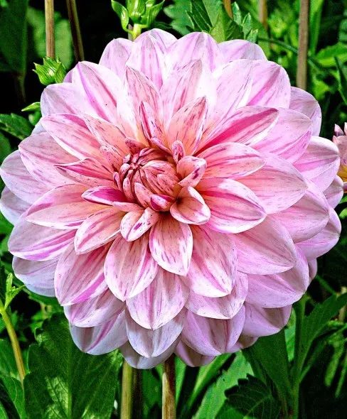 HBM Georgina Bonesta II 1 шт. Тбилиси - изображение 2