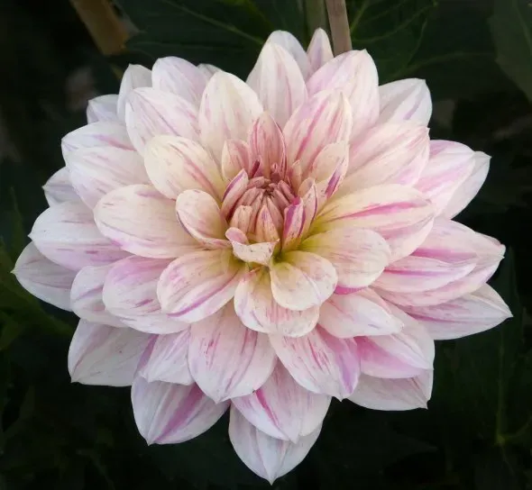 HBM Georgina Bonesta II 1 шт. Тбилиси - изображение 1