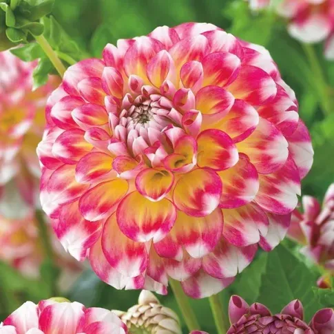 HBM Georgina Hawaii nl II 1 шт. Тбилиси