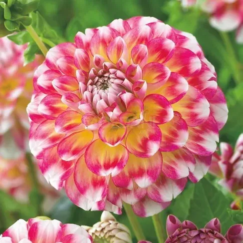 HBM Georgina Hawaii nl II 1 шт. Тбилиси - изображение 1