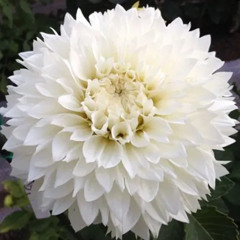 HBM Джорджина Мьяма Фубуки I 1 шт. Тбилиси