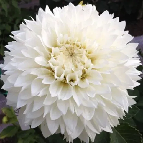 Ბოლქვი HBM გეორგინა Myama Fubuki I 1 ც თბილისი - photo 1