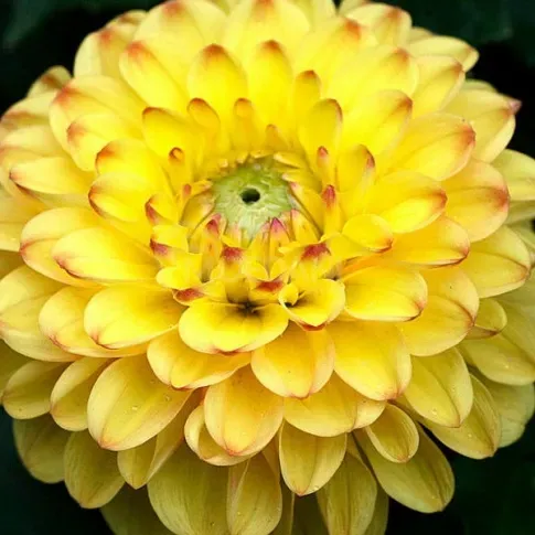 HBM Georgina Sunny Boy II 1 шт. Тбилиси - изображение 1