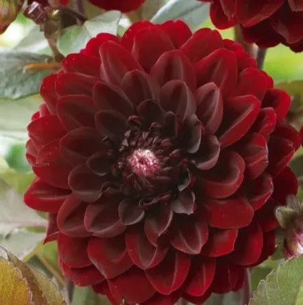 HBM Georgina Dark Spirit II 1 шт. Тбилиси