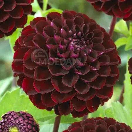 HBM Georgina Dark Spirit II 1 шт. Тбилиси - изображение 2