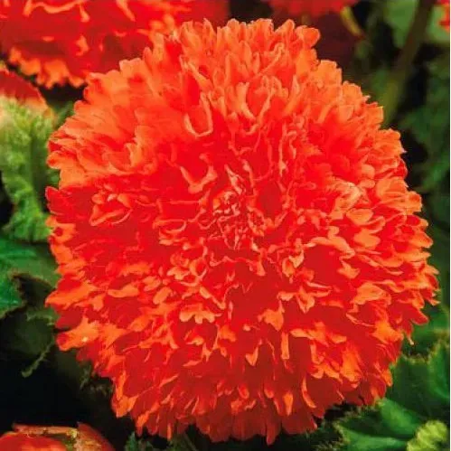 HBM Бегония Фимбриата Апельсиновая, 2 шт. Тбилиси