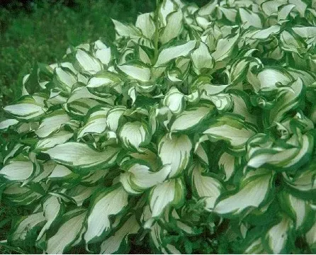 HBM Hosta Mediovariegata II 1 шт. Тбилиси - изображение 1
