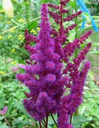 HBM Astilba Purple 1 шт. Тбилиси