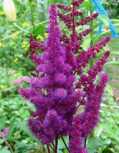 HBM Astilba Purple 1 шт. Тбилиси - изображение 1