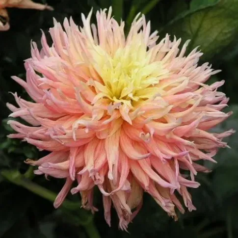 HBM Georgina Fringed Star II 1 шт. Тбилиси