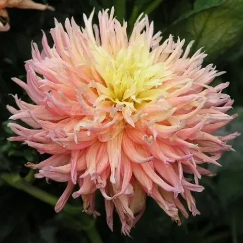 HBM Georgina Fringed Star II 1 шт. Тбилиси - изображение 2