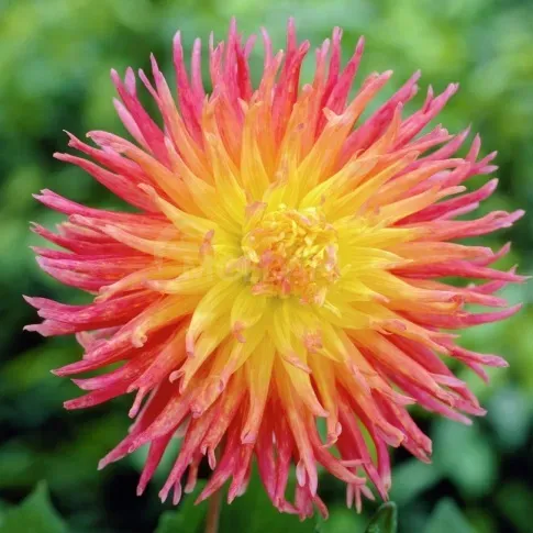 HBM Georgina Fringed Star II 1 шт. Тбилиси - изображение 1