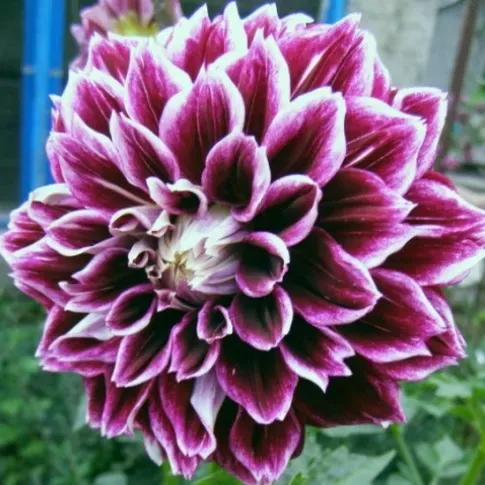 HBM Georgina Voo Doo I 1 шт. Тбилиси