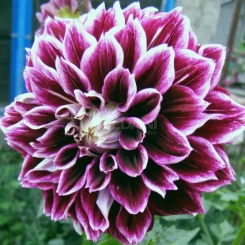 HBM Georgina Voo Doo I 1 шт. Тбилиси - изображение 1