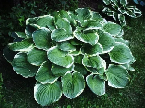 Рождественская елка из хосты HBM Hosta Christmas Tree II, 1 шт. Тбилиси
