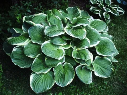 Рождественская елка из хосты HBM Hosta Christmas Tree II, 1 шт. Тбилиси - изображение 1