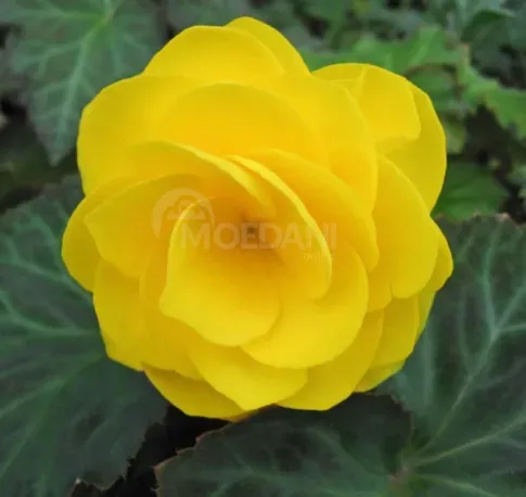 HBM Бегония Двойная Желтая 2 шт. Тбилиси - изображение 1