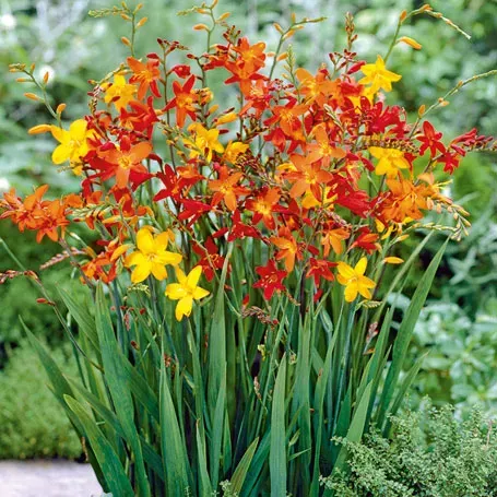 Набор HBM Crocosmia Mix, 5 шт. Тбилиси