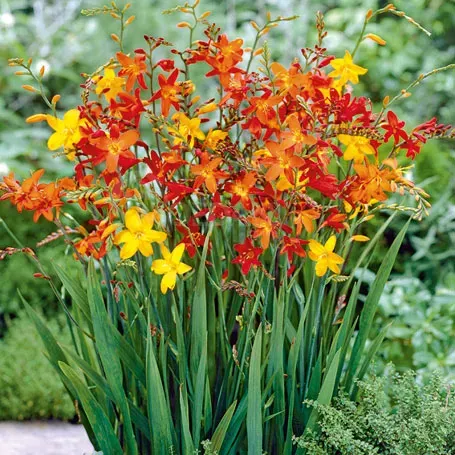 Набор HBM Crocosmia Mix, 5 шт. Тбилиси - изображение 1