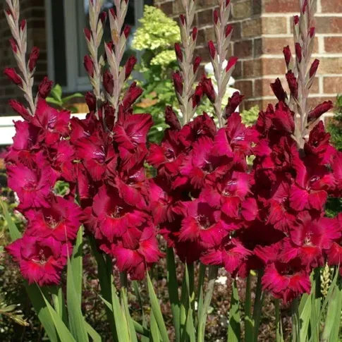 Пирожные с гладиолусом HBM, 10/12 шт., 5 шт. Тбилиси