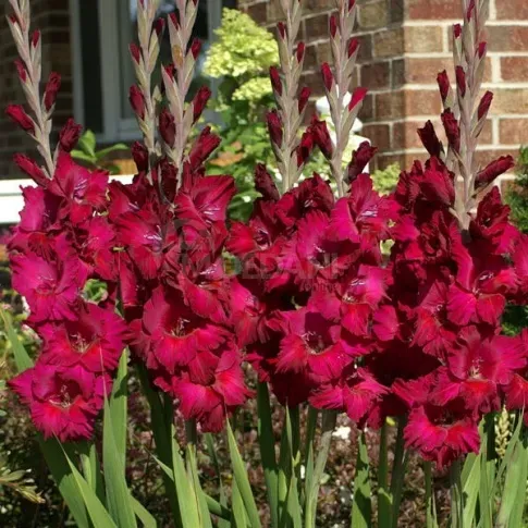 Пирожные с гладиолусом HBM, 10/12 шт., 5 шт. Тбилиси - изображение 1