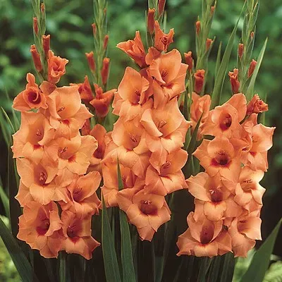 Гладиолусы HBM Peter Pears 10/12 5 шт. Тбилиси