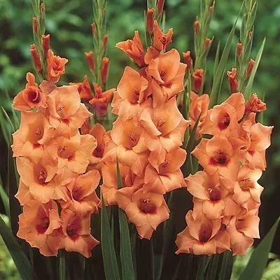 Ბოლქვი HBM გლადიოლუსი Peter Pears 10/12 5 ც თბილისი - photo 1