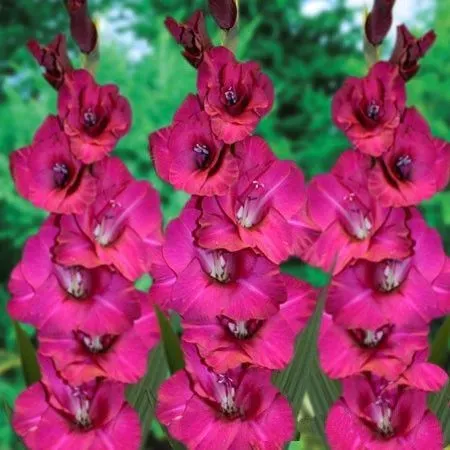 HBM Gladiolus Fidelio 10/12 5 шт. Тбилиси