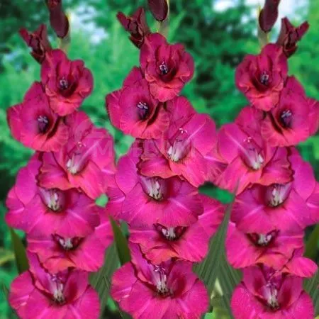 HBM Gladiolus Fidelio 10/12 5 шт. Тбилиси - изображение 1