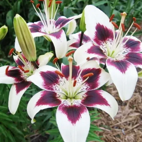 HBM Лилия Пурпурное Сердце 10/12 2 шт. Тбилиси