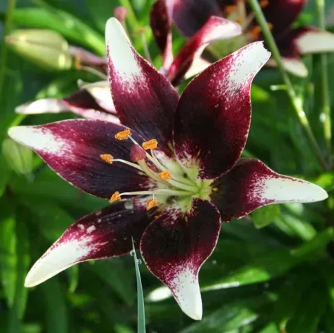 HBM Лилия Пурпурное Сердце 10/12 2 шт. Тбилиси