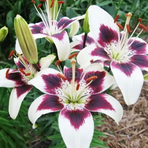 HBM Лилия Пурпурное Сердце 10/12 2 шт. Тбилиси - изображение 2