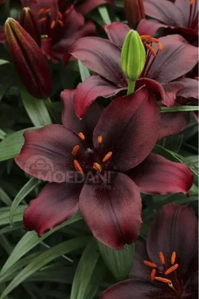 HBM Lily Mapira 10/12 2 шт. Тбилиси - изображение 2