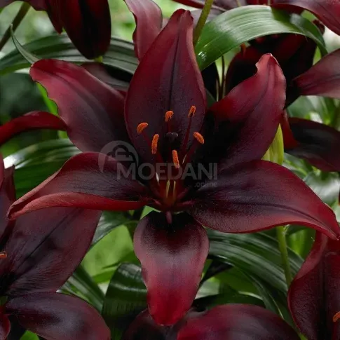 HBM Lily Mapira 10/12 2 шт. Тбилиси - изображение 1