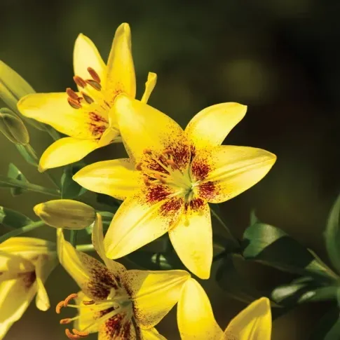 HBM Lily Yellow Pixels 10/12 2 шт. Тбилиси