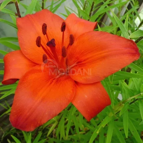 HBM Lily Gran Paradiso 2 шт. Тбилиси - изображение 1