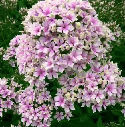 HBM Phlox Starburst 2/3 1 шт. Тбилиси