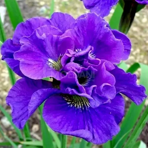 HBM Iris Concord Cruch I 1 шт. Тбилиси - изображение 1