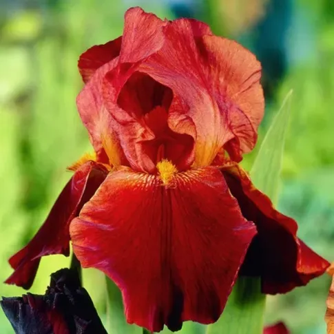 HBM Lily Sultan's Palace I 1 шт. Тбилиси