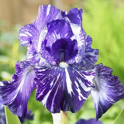 HBM Iris Batik I 1 шт. Тбилиси