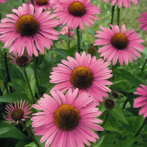 HBM Эхинацея розовая I 1 шт. Тбилиси